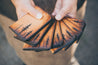 Man holding stack of handcrafted Mini Lodgepole Pine Bifold Wallets 